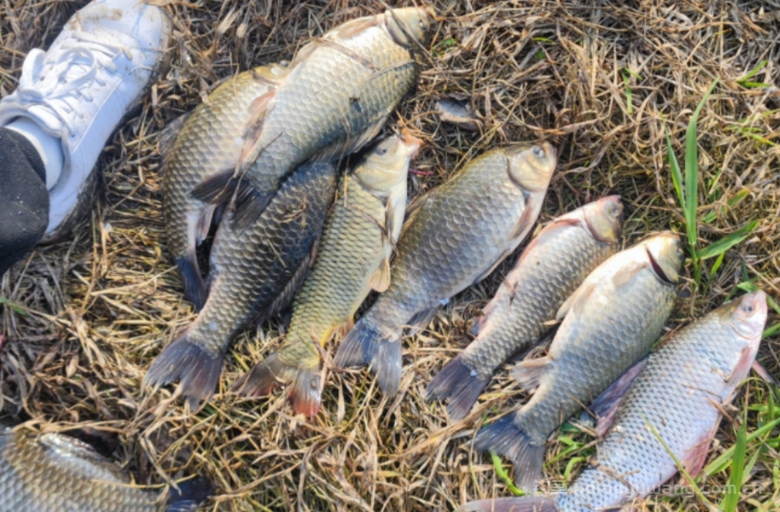 开春鱼活性低，凭什么来你的窝点？ 