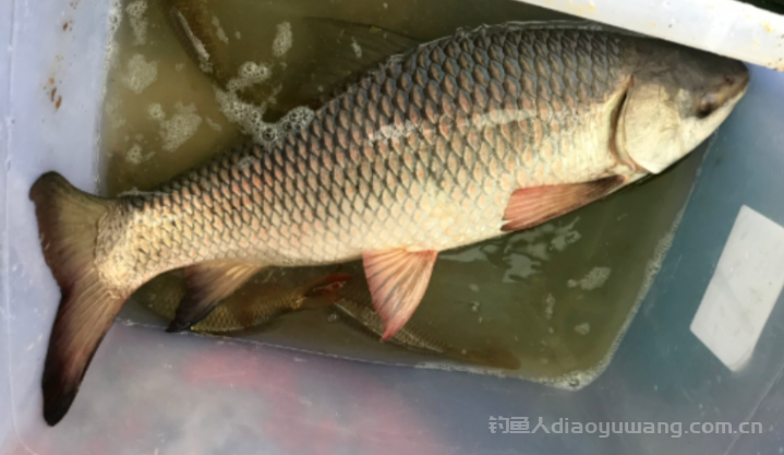 钓大鱼时的 "4 个坏习惯"   