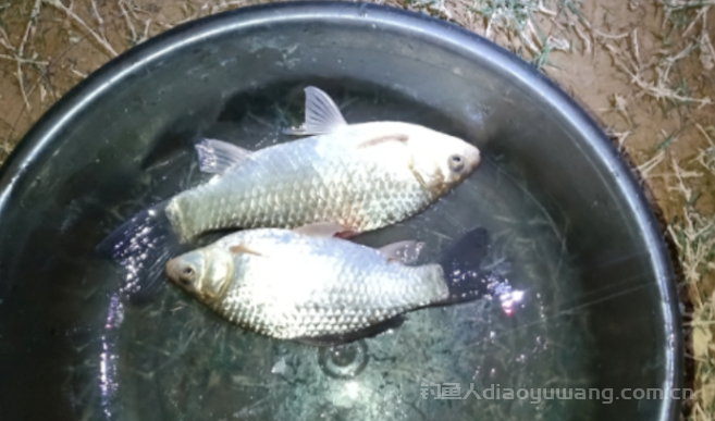 钓鱼人常说的10个谎言,你被骗过几回? n 钓鱼人常说的10个谎言,你被骗过几回? n