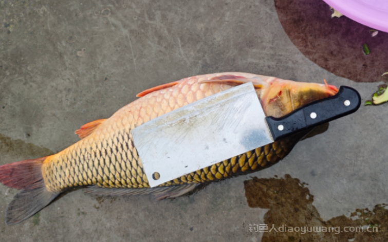 野钓鲤鱼学会运用5种味型，钓得多也不难  