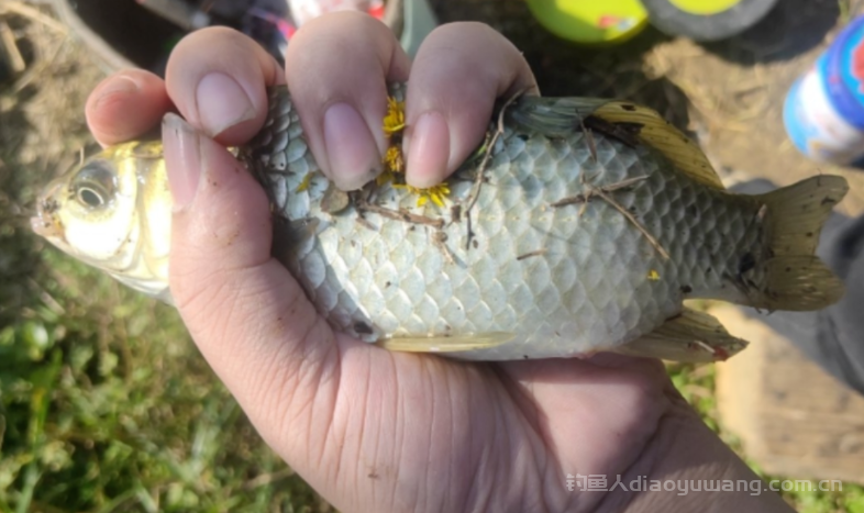 窝里有鱼星却不咬钩怎么回事？不要急着抽水，调整下就好了   n