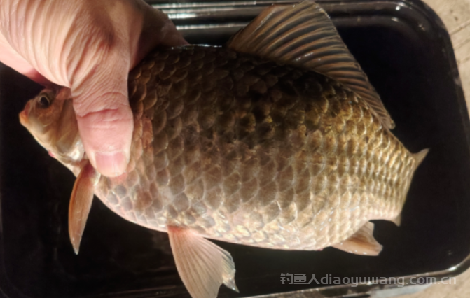 钓鱼常遇见的6个 "怪事"，让人匪夷所思，看看你有发生过吗？ n