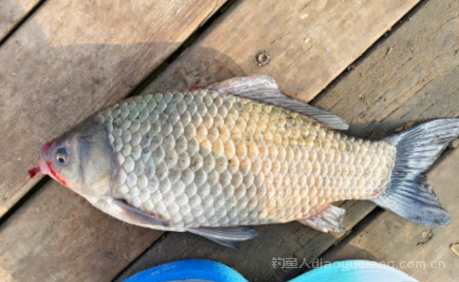 春钓鲫鱼怎么找钓位？n