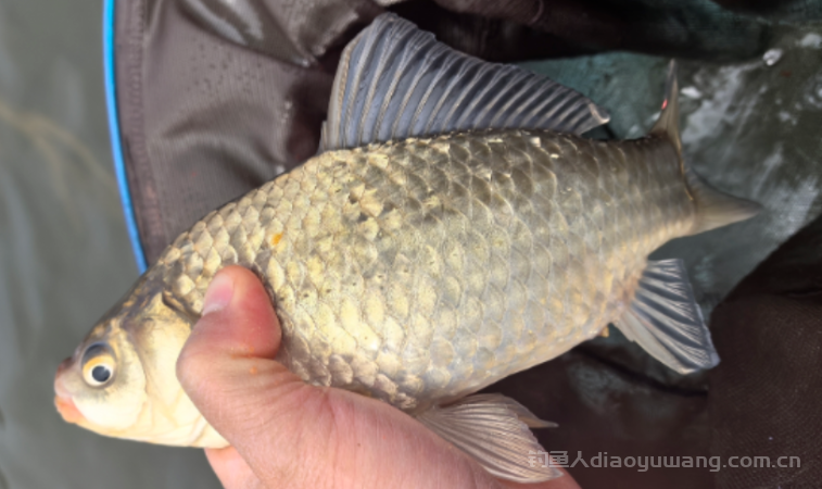 春季钓鱼碰到阴天、小雨、多云这三种天气应该钓深还是钓浅？ n