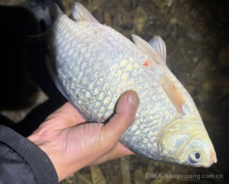 鲫鱼产卵三阶段垂钓全攻略   n