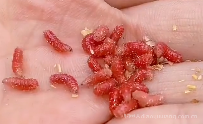 10种钓鱼虫饵你用过几种?很多人只知道蚯蚓和红虫 10种钓鱼虫饵你用过几种?很多人只知道蚯蚓和红虫