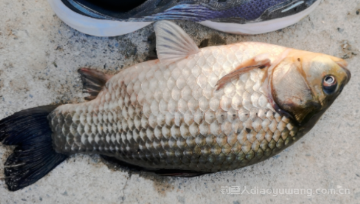 春季钓鲫鱼竿长和水深怎么选择？    n