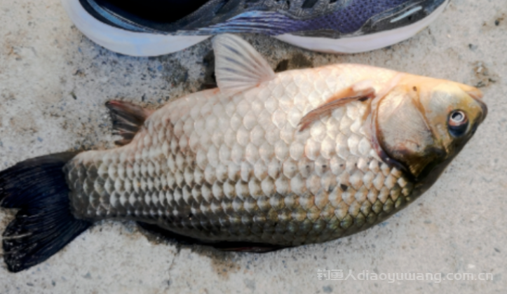 一条就停口的原因和应对方法   n