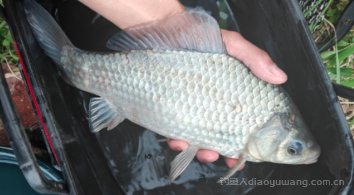 春钓浅滩，为啥别人连杆你空军？ 春天野钓鲫鱼记住这5点 n