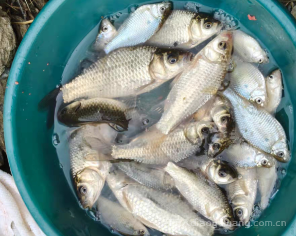 最聪明的是钓鱼人，最傻的也是钓鱼人   n