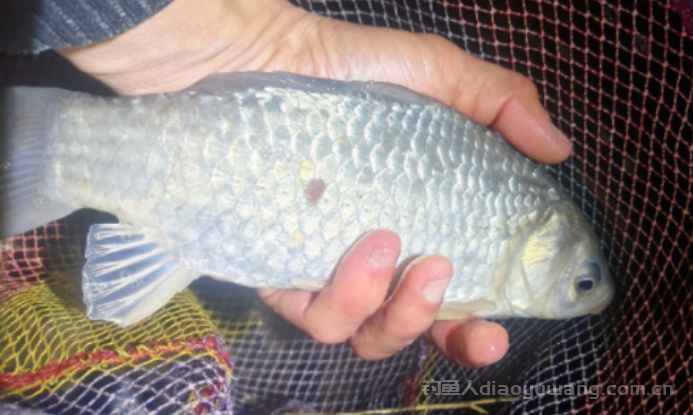 为什么90%的钓鱼人出门都是去钓鲫鱼?  n