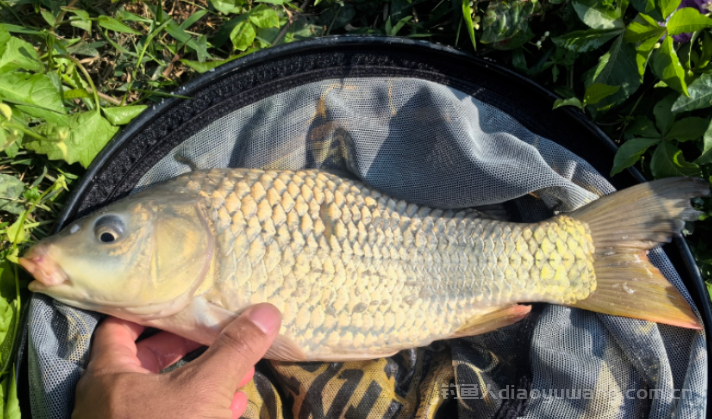 野钓找鱼用对方法，一钓一个准，想空军都难！n