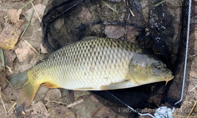 春季钓鱼如何钓肥水塘?分享4个方法！ n