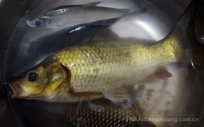 调几目？钓几目？钓无定律这句话看完就明白了  n