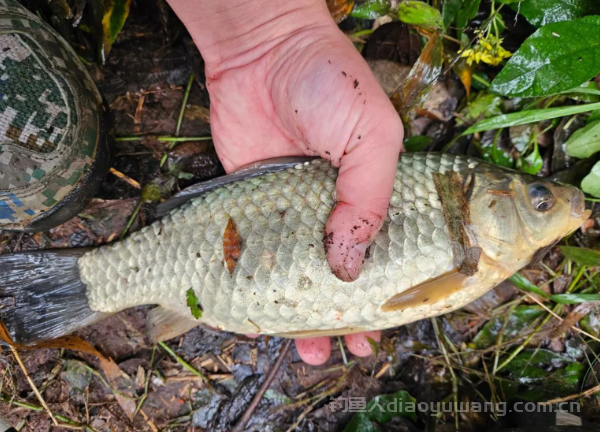 钓鱼每天24小时内，早口最好，也就是天亮之前的1个小时口最好  n