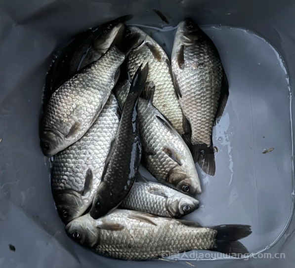 要想钓好这个鱼，你得知道春天如何去选择钓位  n