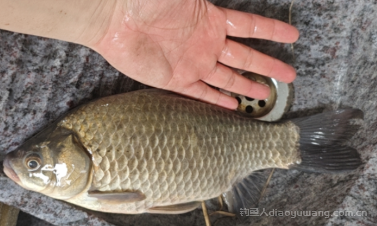 怎么补窝才能爆护？还不惊鱼，不炸窝   