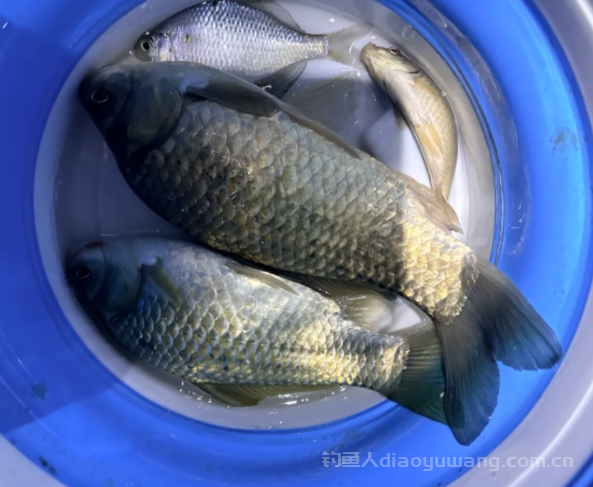 清明节去钓鱼，就是钓草区，可以传统钓也可以提前割一下草 