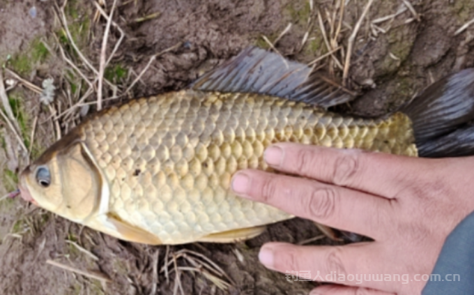 清明节后怎么钓鱼?   