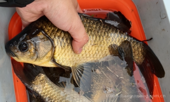 今天在这个位置钓鱼爆护，第二天过去一条鱼都没有   n