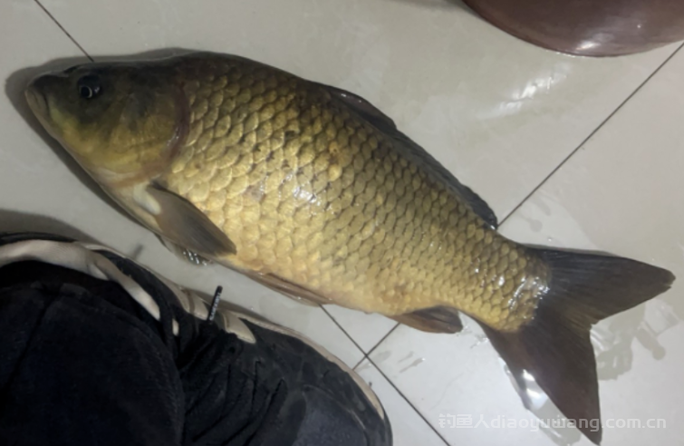 鲫鱼鲤鱼何时甩子，甩子期间鱼好钓为何你钓不到？   n