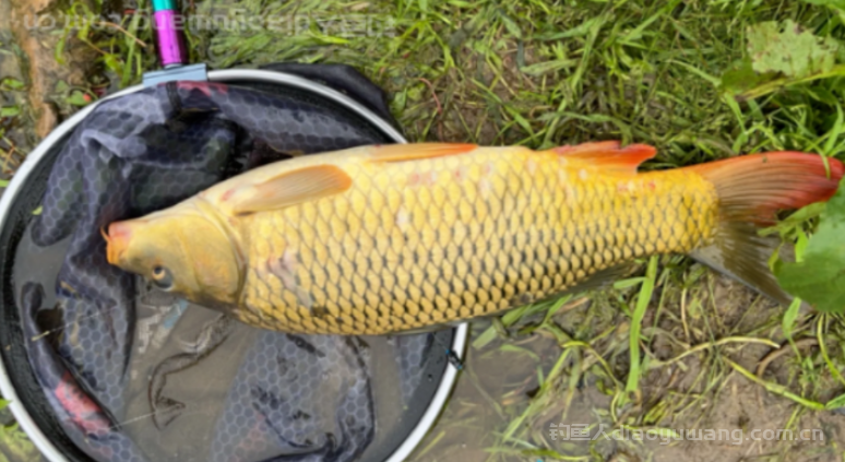 用玉米钓鲤鱼需要满足的条件，否则就会漂不动！ n