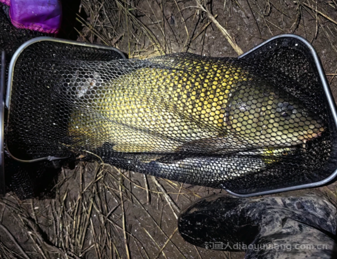 南方鲤鱼为什么没有北方鲤鱼好吃？  n