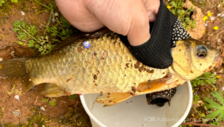 麝香酒钓鱼有没有用?麝香酒钓鱼神器还是智商税? n 麝香酒钓鱼有没有用?麝香酒钓鱼神器还是智商税? n