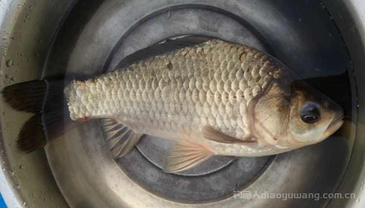 繁殖期之后的大鲫鱼习性大变，一定要主动改变钓法钓点  n