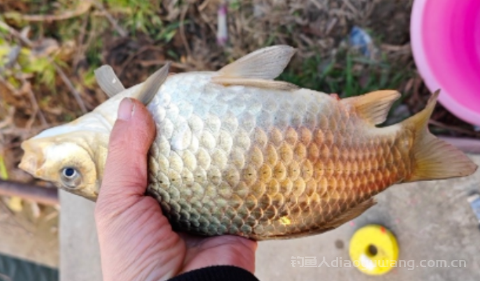 晚春鲫鱼怎么钓？从5个方面来说！  