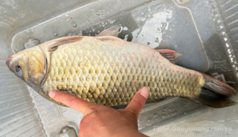 钓鱼技巧分享：春钓什么才是 "滩与浅"？ 