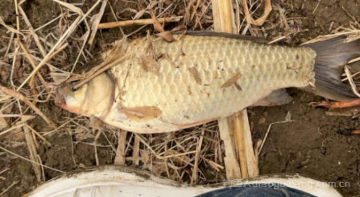 春钓鲫鱼为什么你的鱼口总是很轻？   