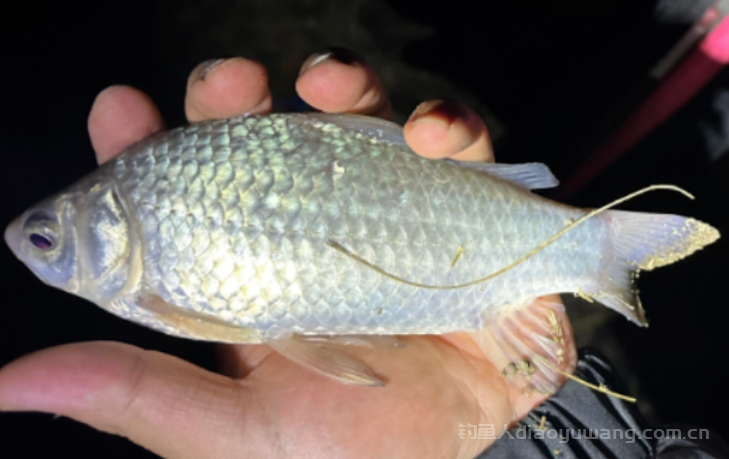 野钓鲫鱼该用多长的子线？多年实战得出答案  