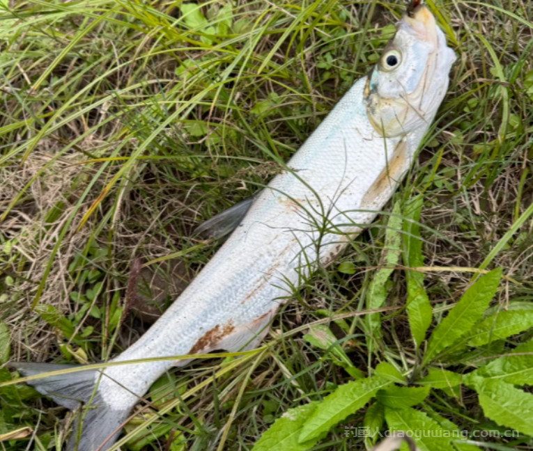 长江禁渔5年，为啥1米以上的翘嘴鱼还是很少见？