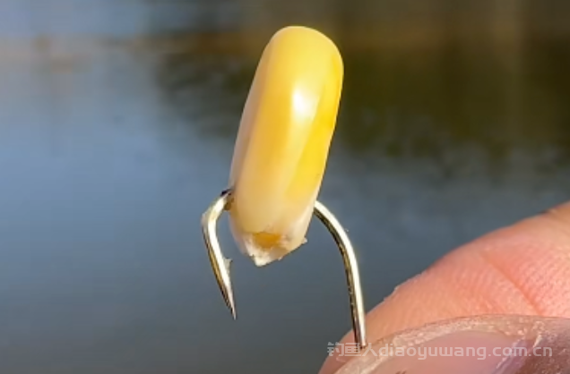 玉米钓鲤鱼如何调漂？两类玉米各有调法，3分钟速成钓鲤高手  